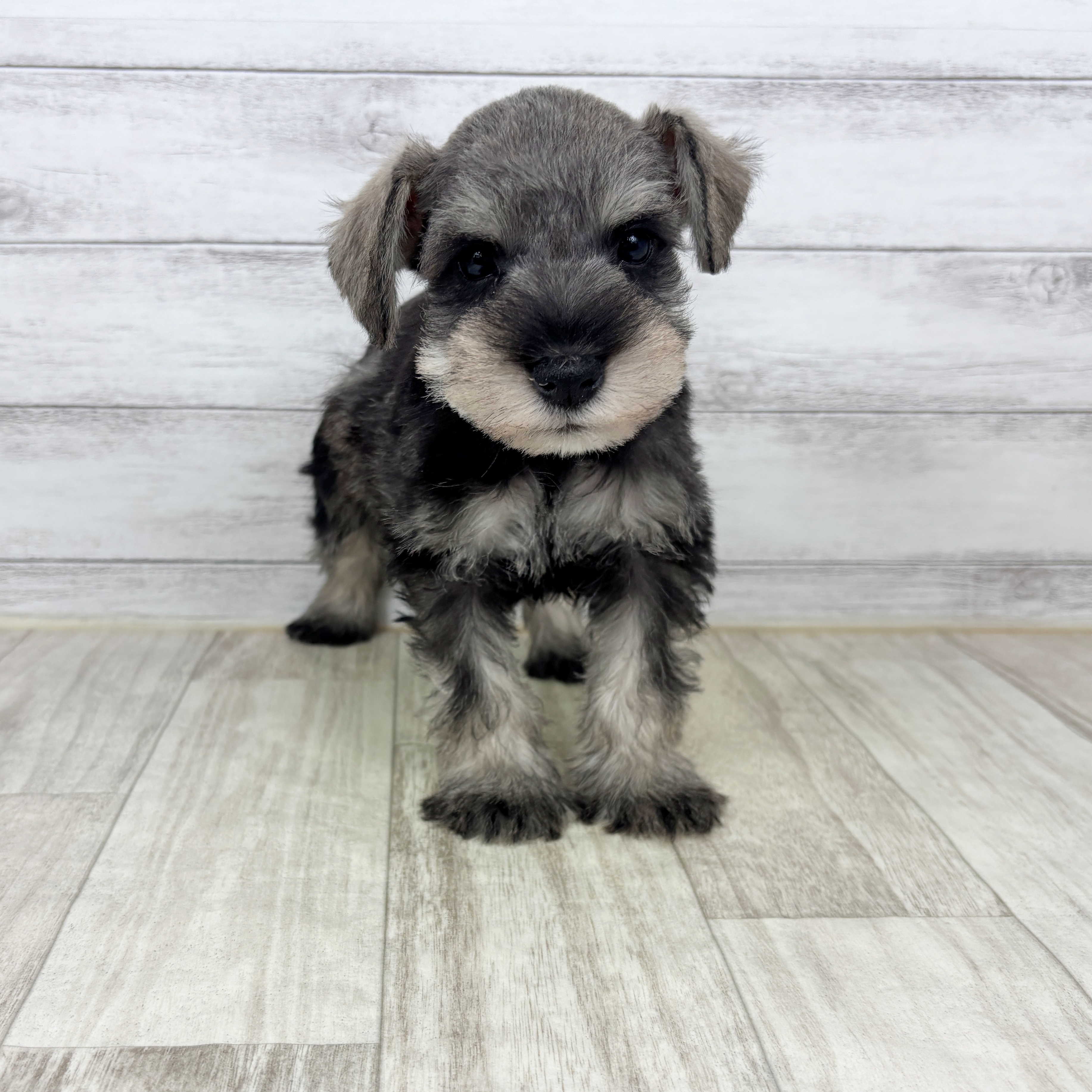 ミニチュアシュナウザー男の子の写真