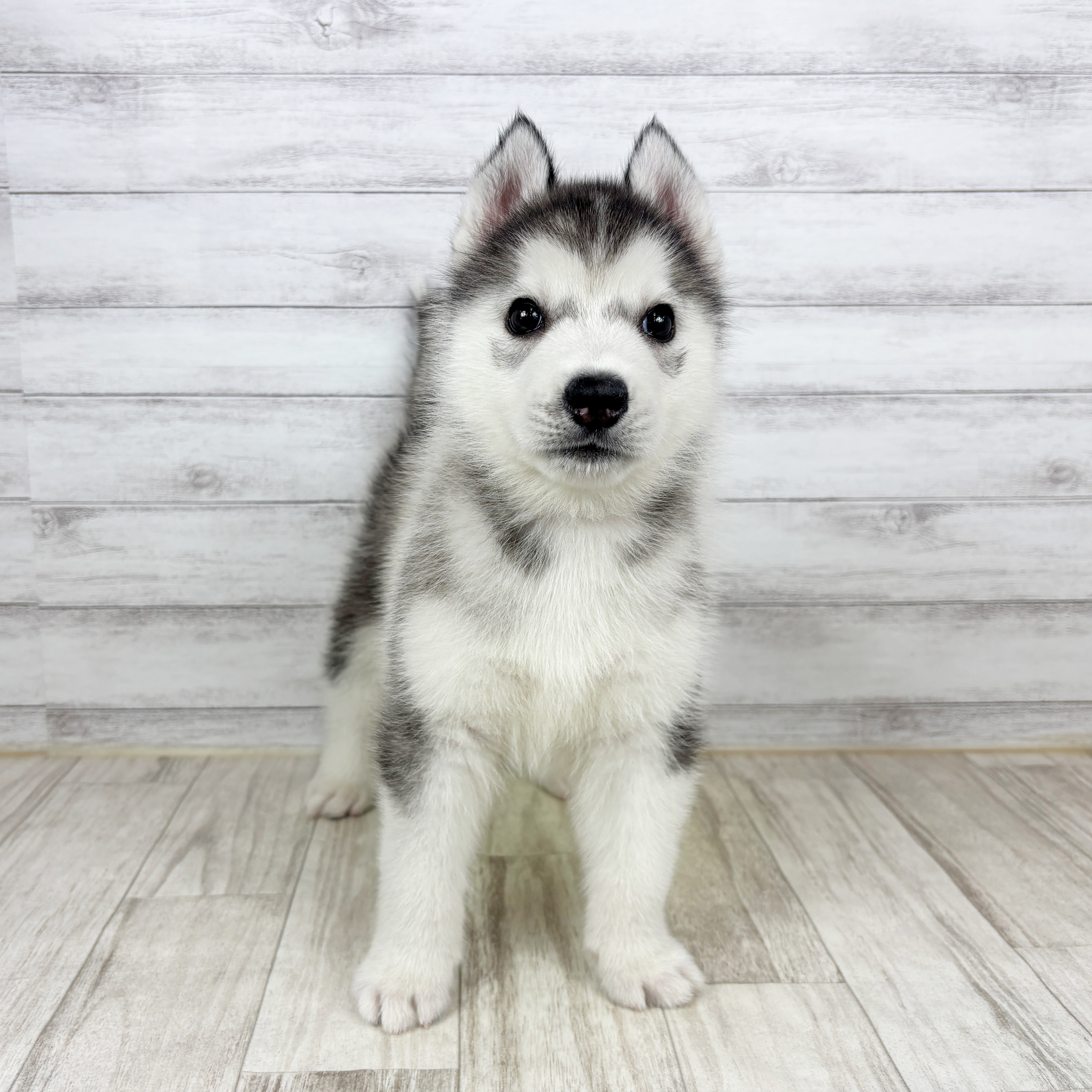 シベリアンハスキー男の子の写真