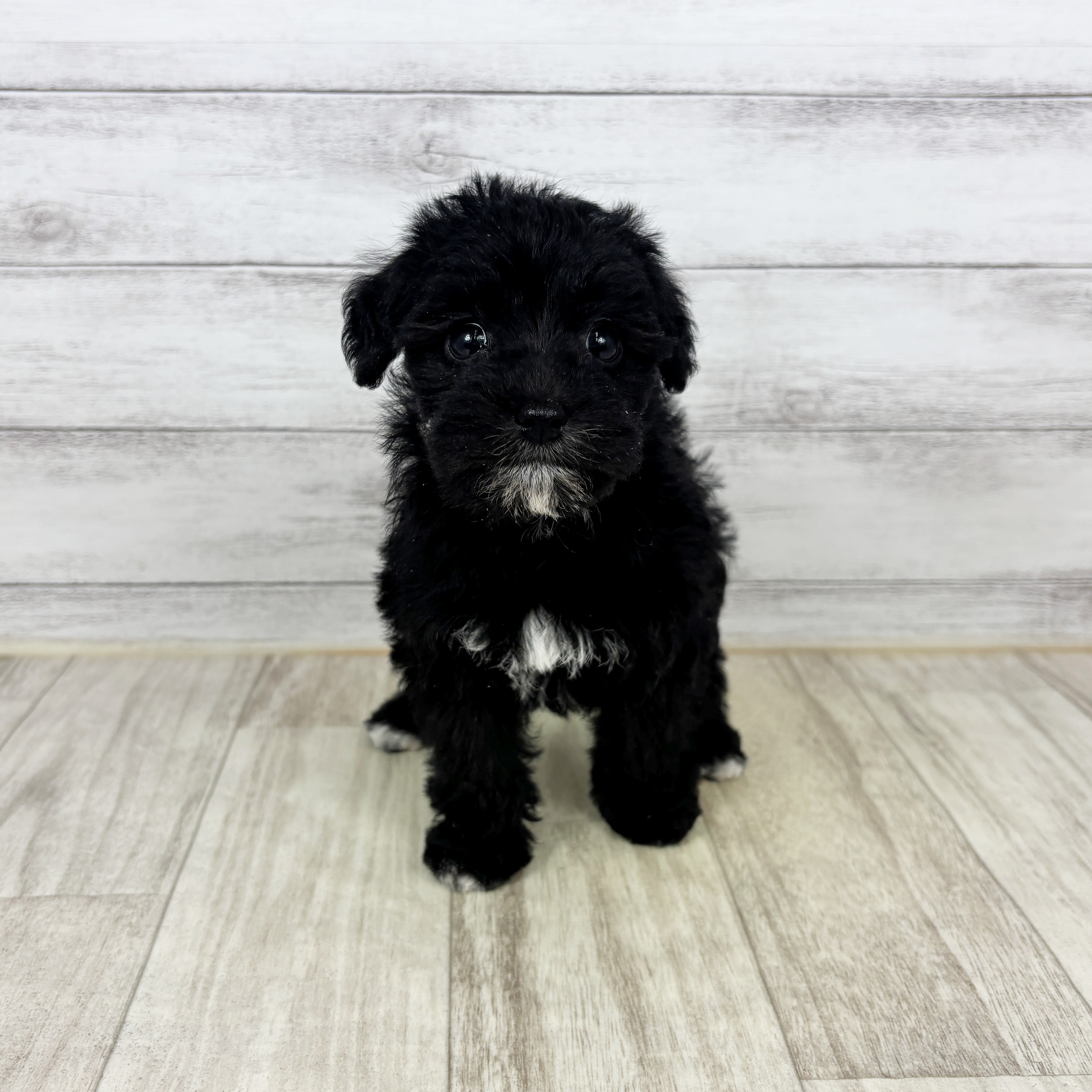 ハーフ犬女の子の写真