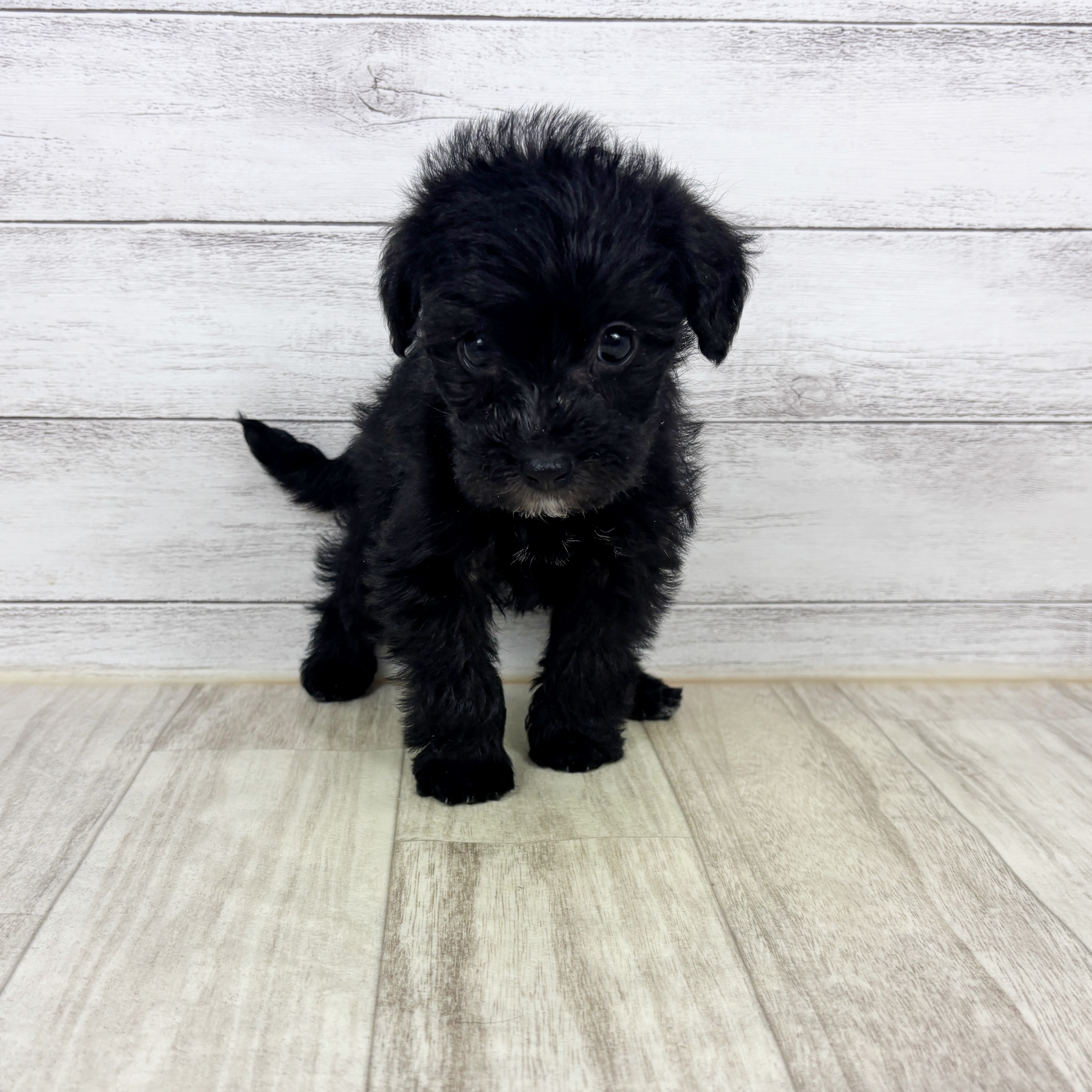 ハーフ犬女の子の写真