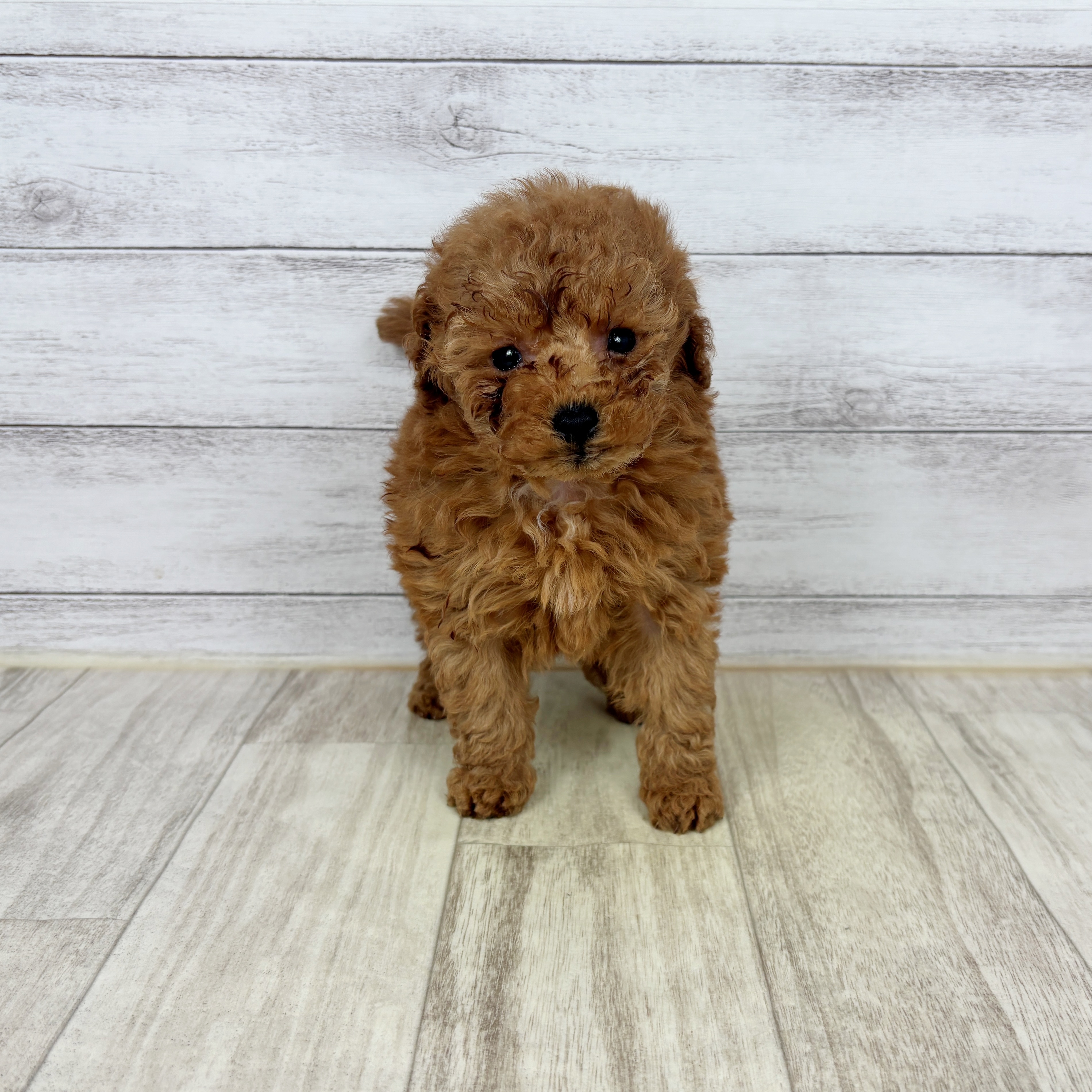 トイプードル女の子の写真