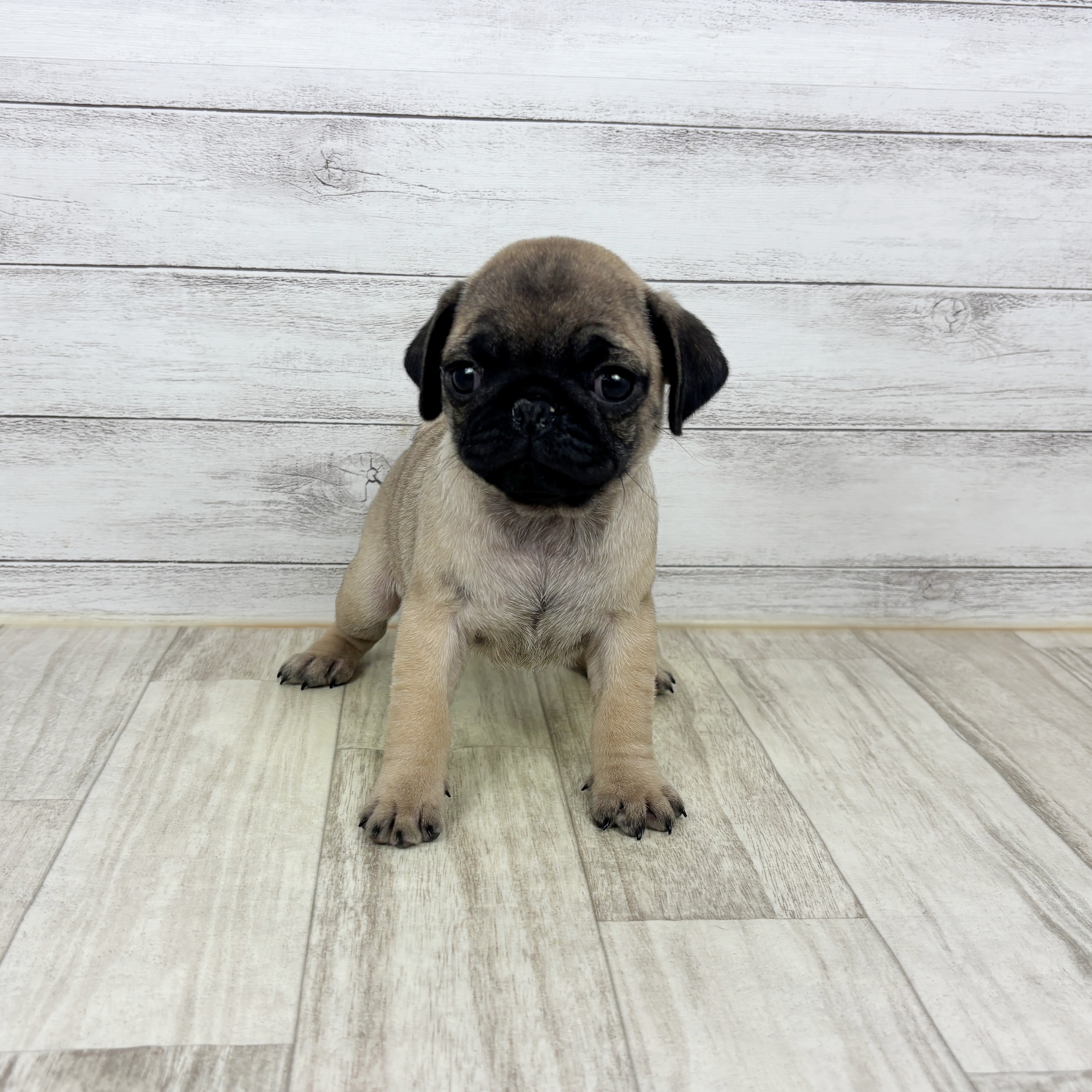 パグ女の子の写真