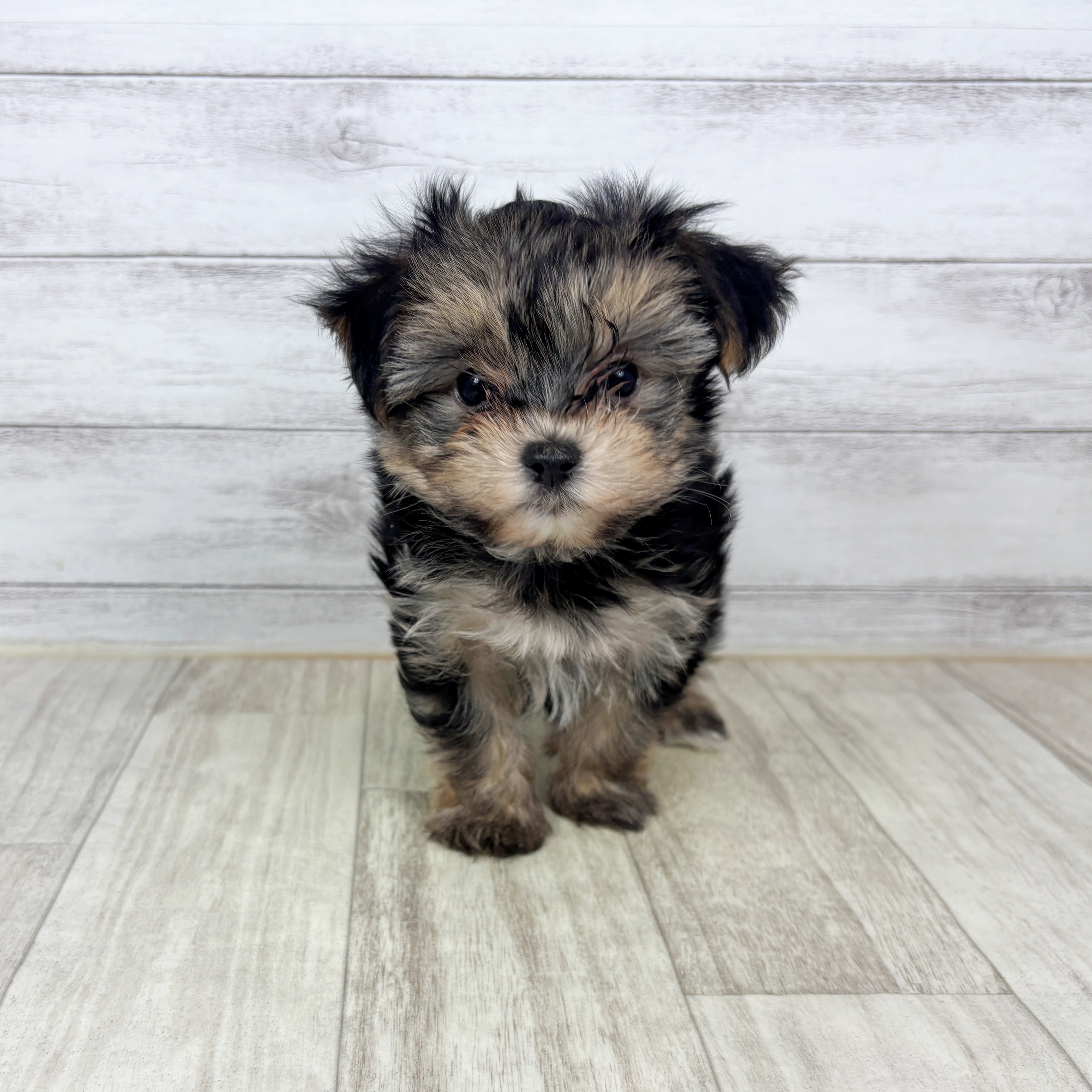 ハーフ犬男の子の写真