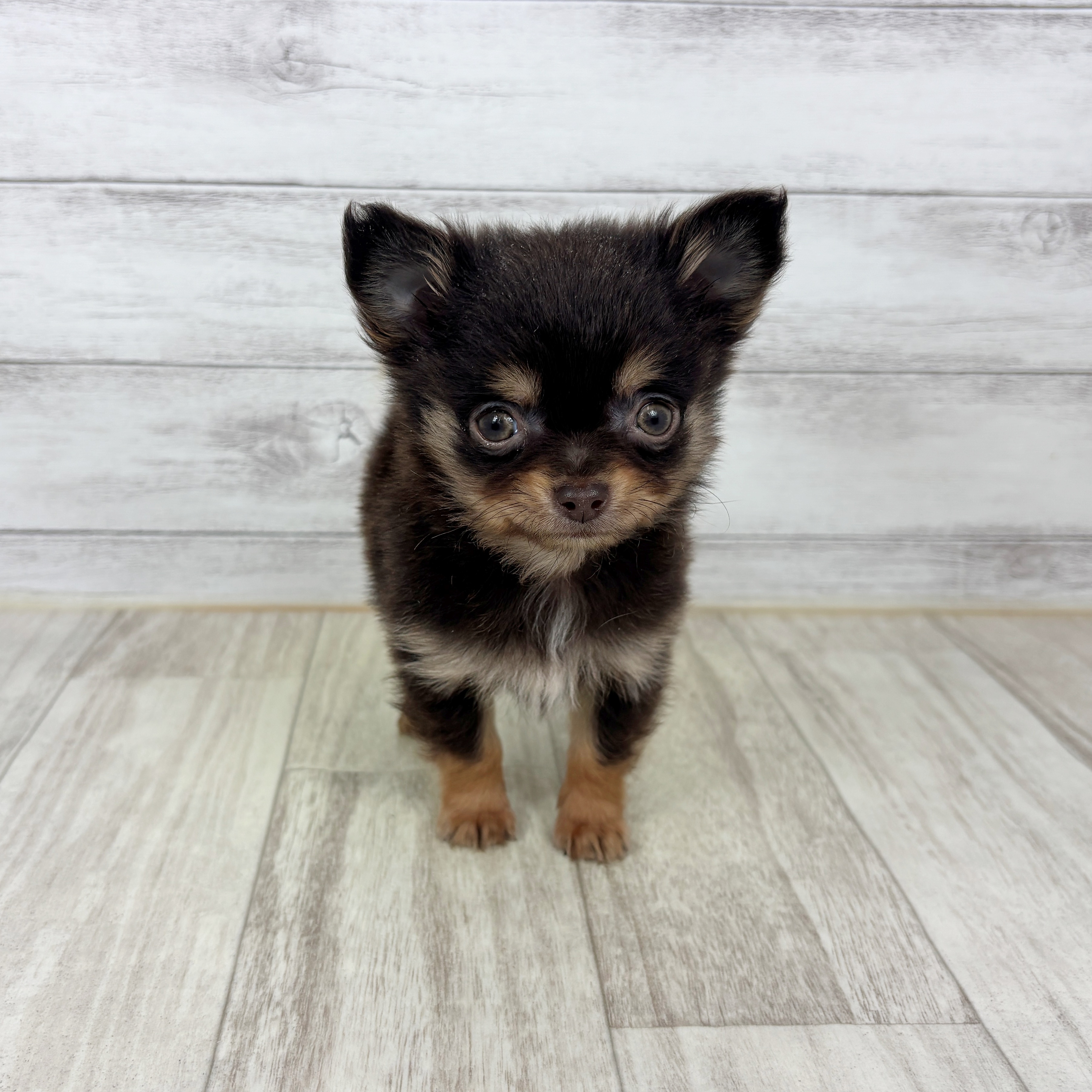 チワワ（ロング）男の子の写真