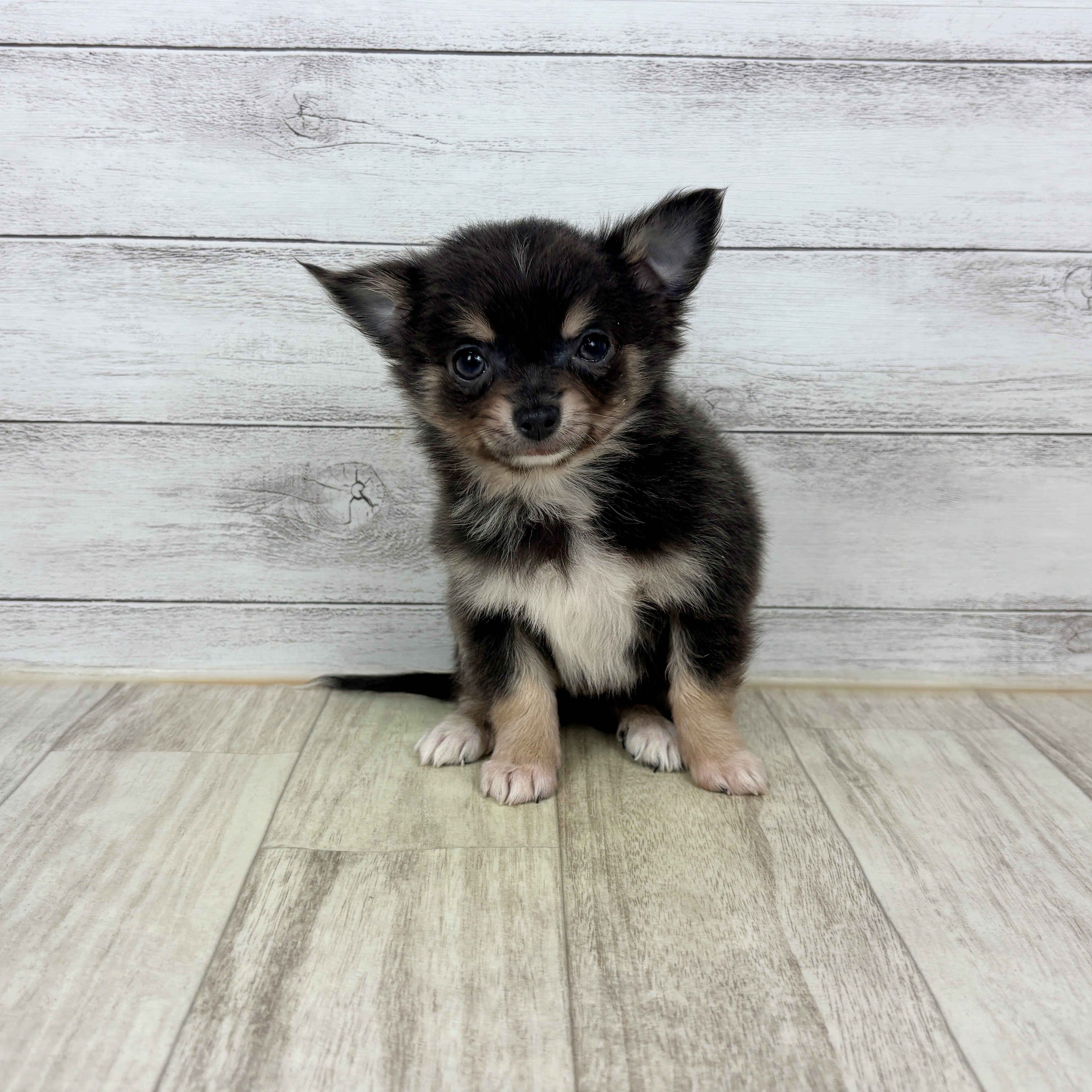 チワワ（ロング）男の子の写真