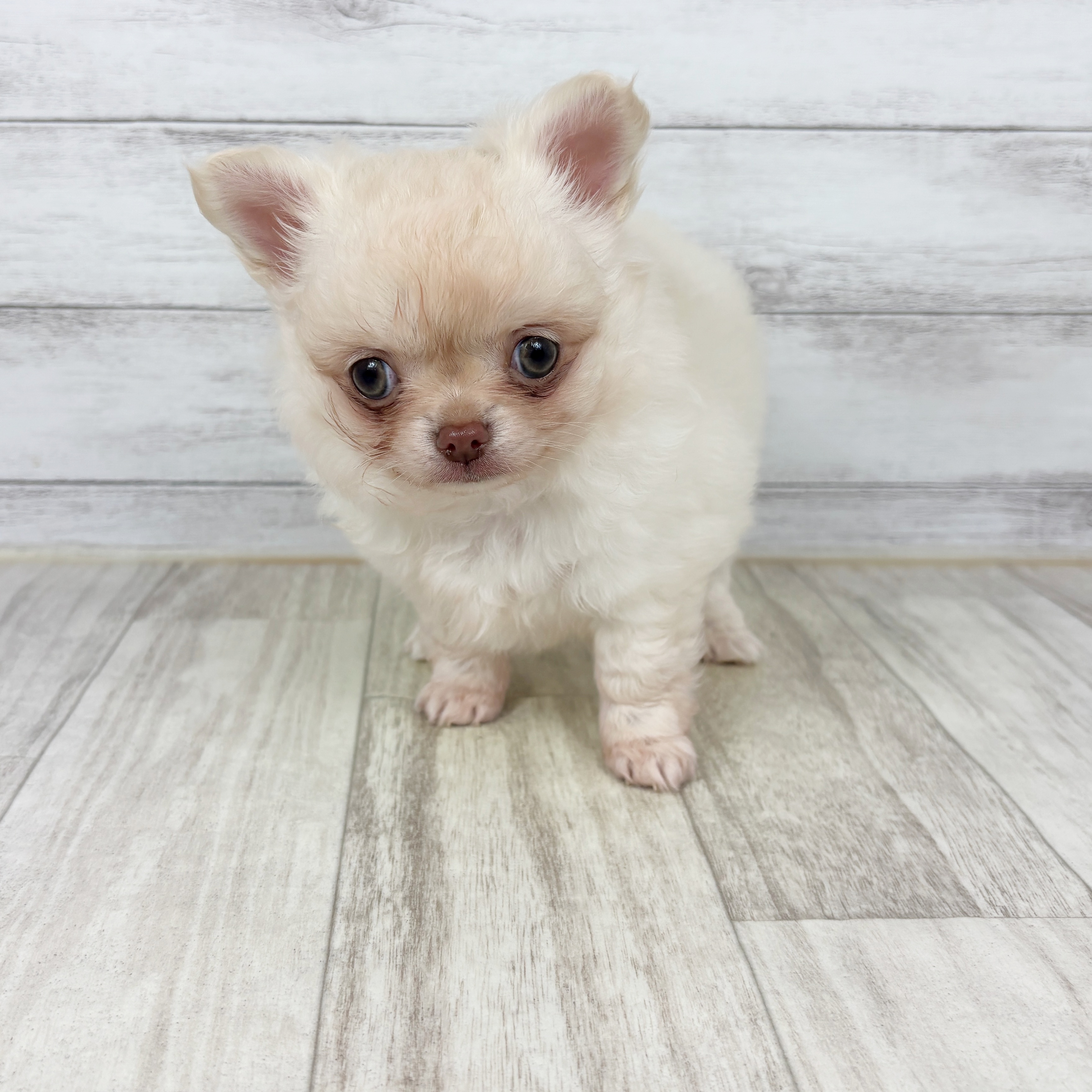 チワワ（ロング）男の子の写真