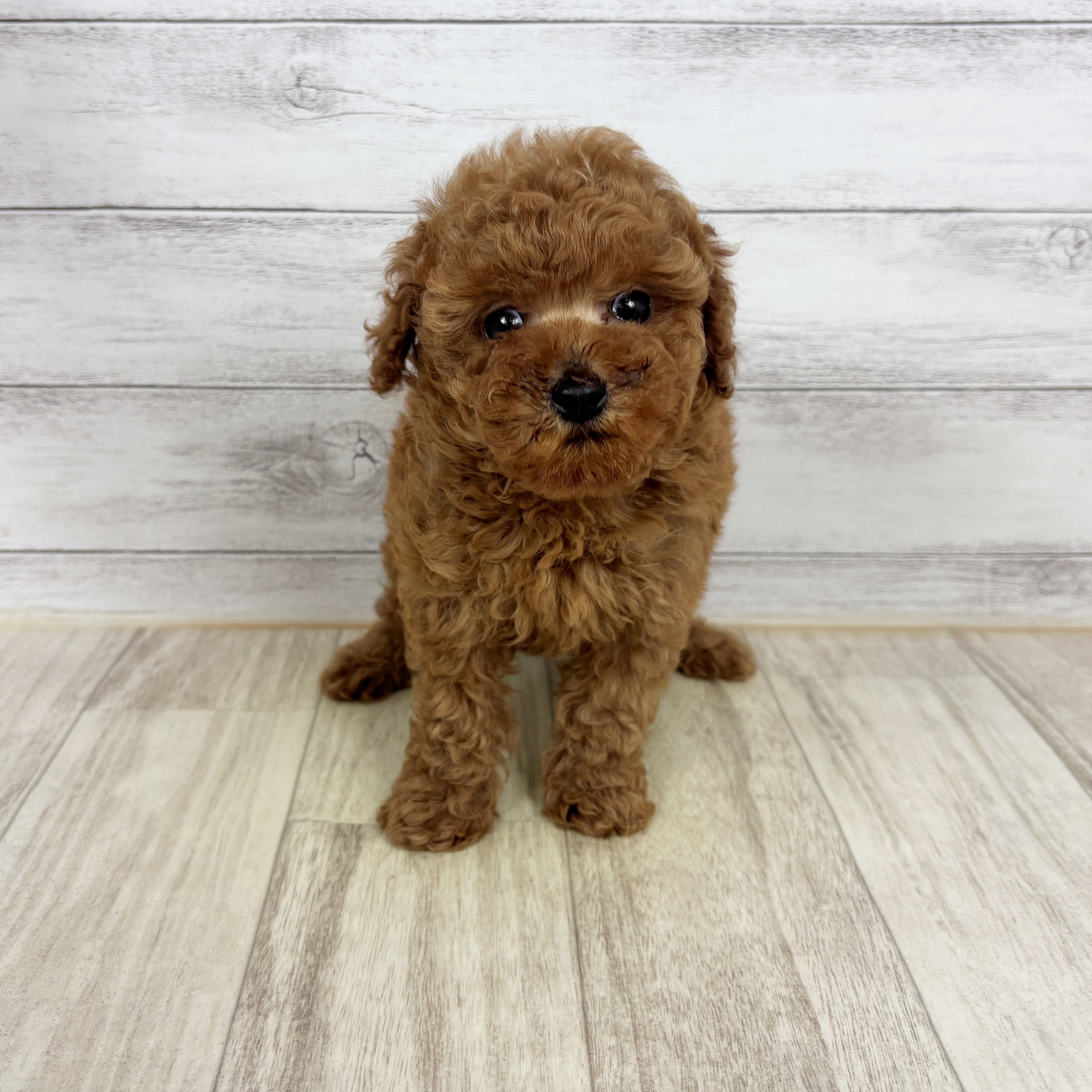 トイプードル男の子の写真