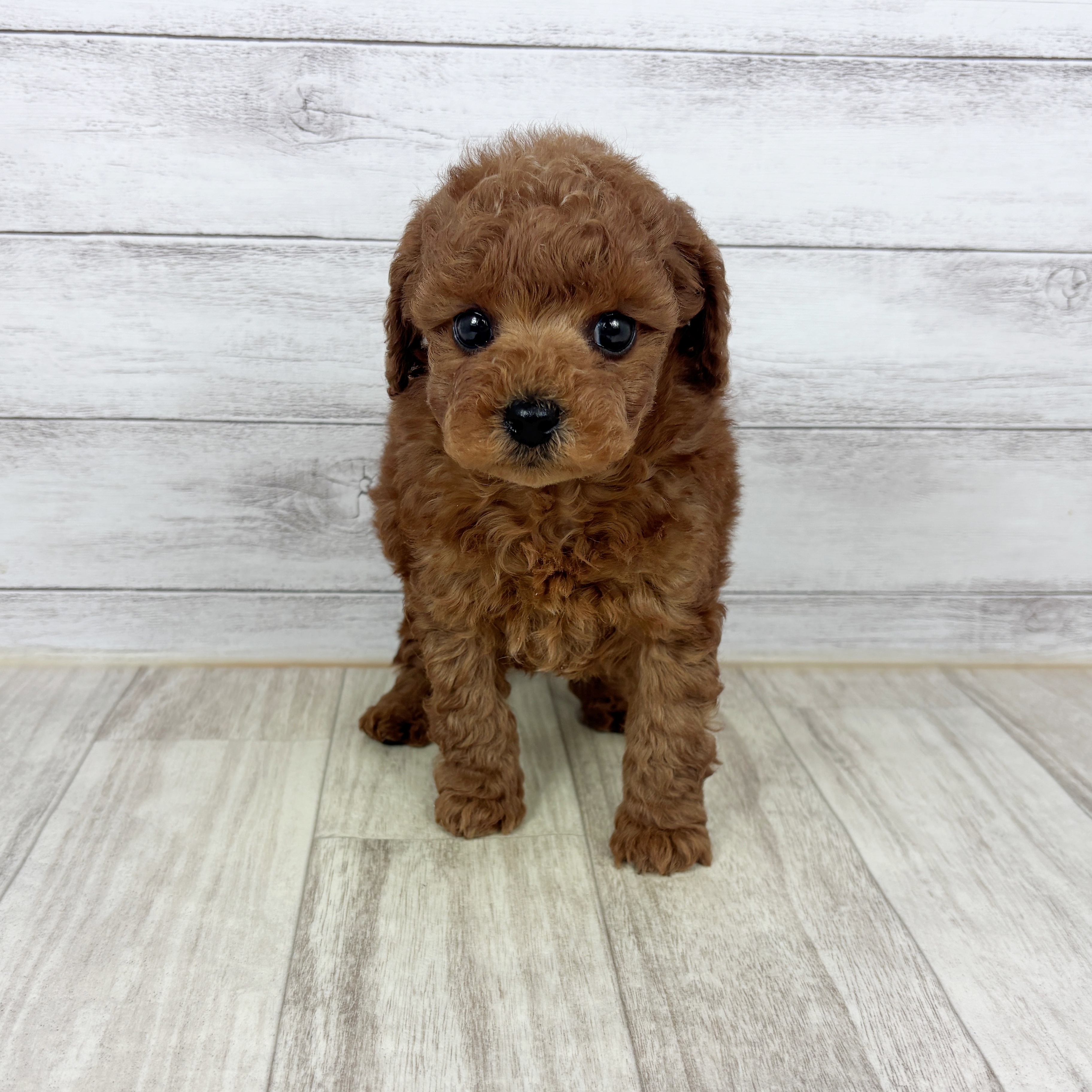 トイプードル男の子の写真