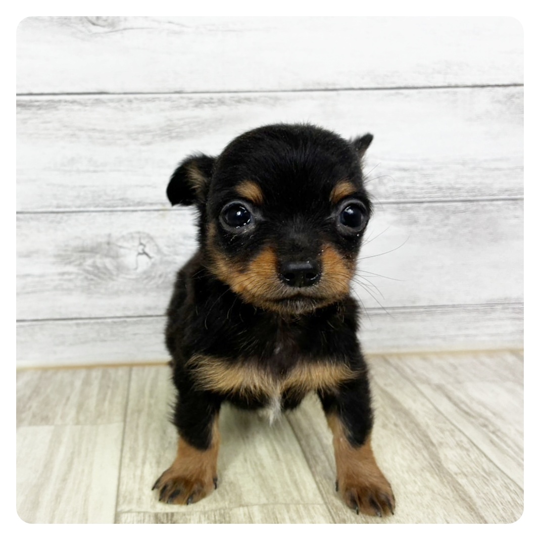 ハーフ犬男の子の写真