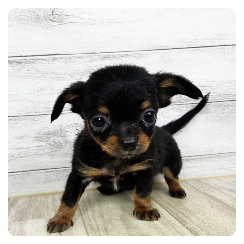 ハーフ犬女の子の写真