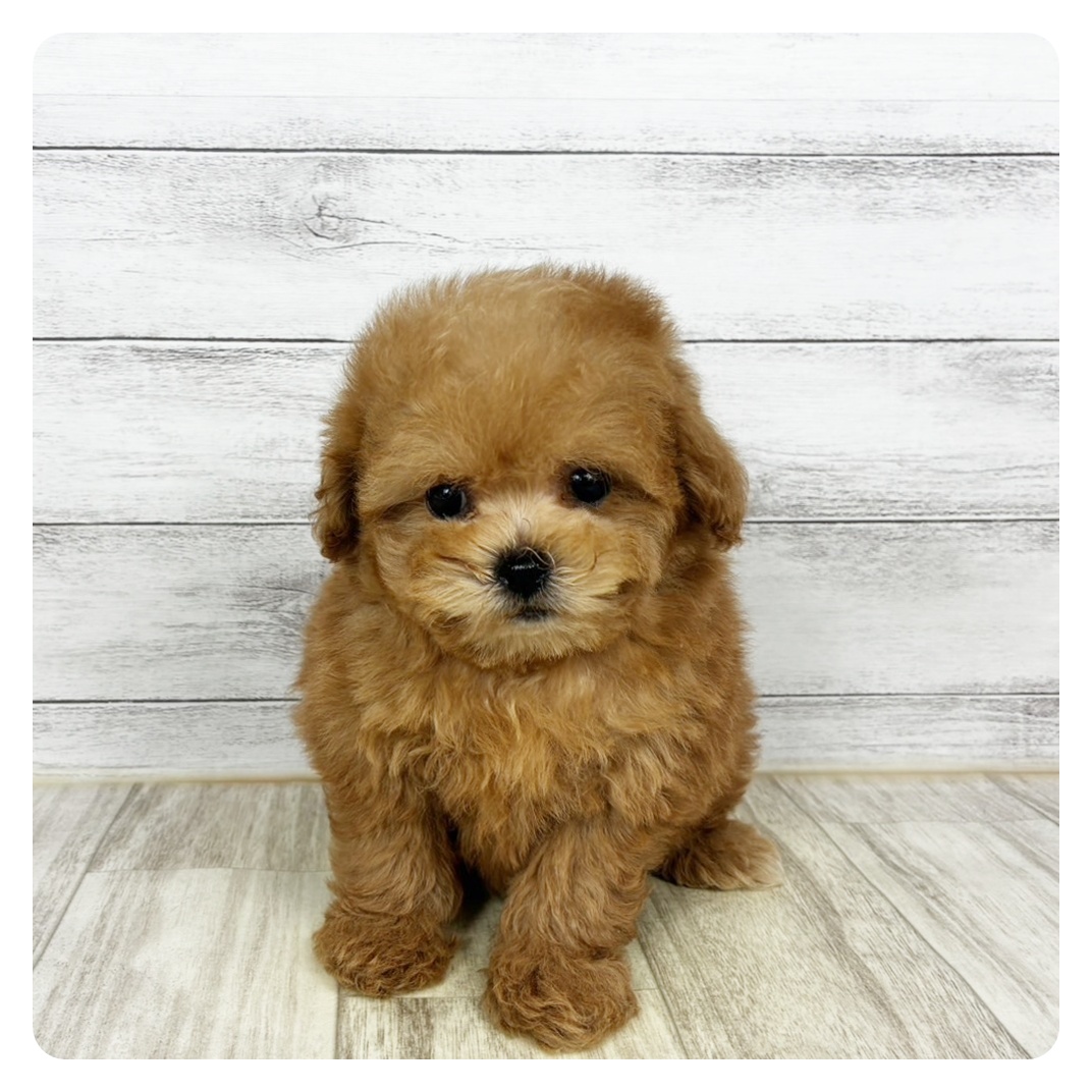 ハーフ犬女の子の写真