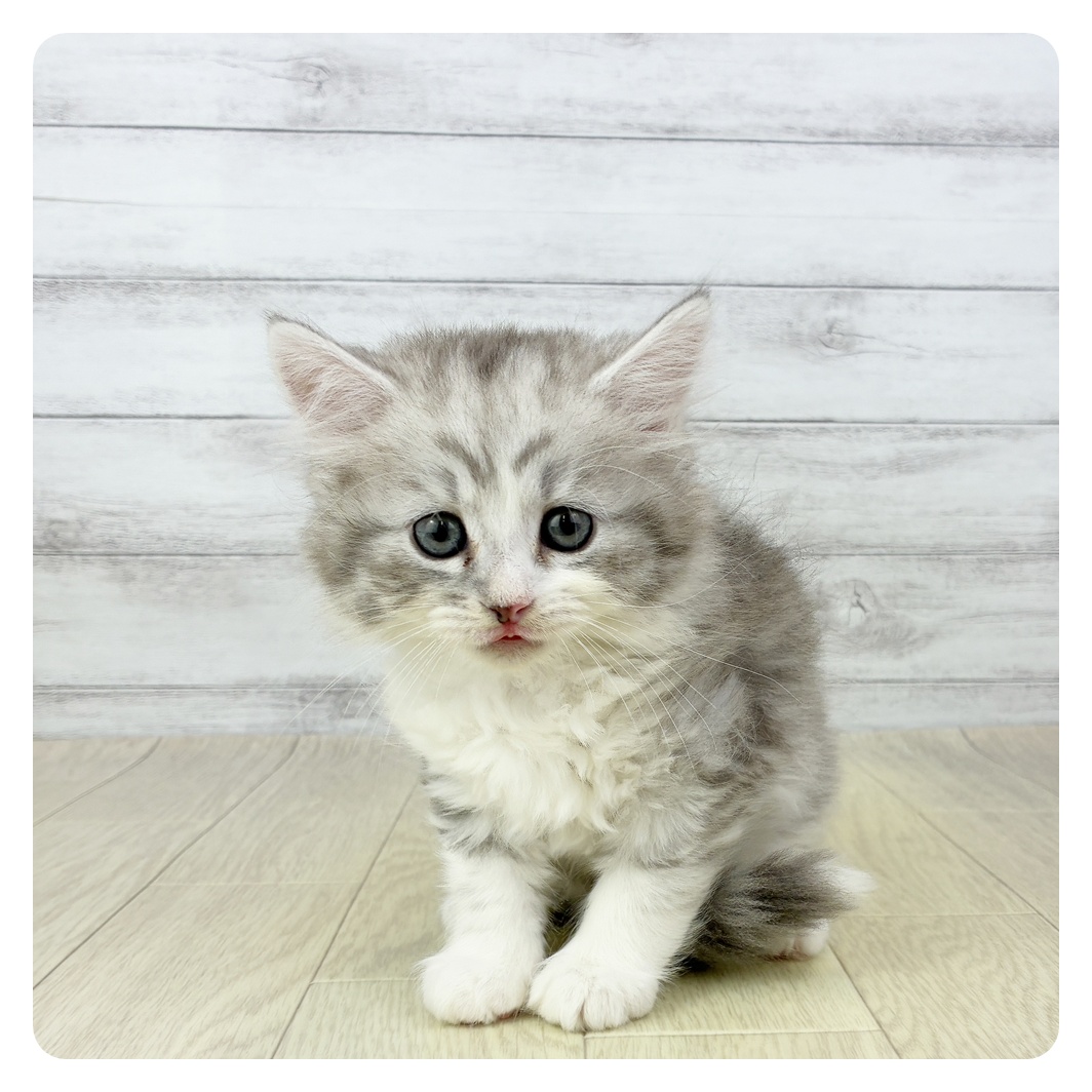 福岡県のサイベリアン (犬の家＆猫の里くりえいと宗像店/2025年10月15日生まれ/男の子/シルバータビーホワイト)の子猫