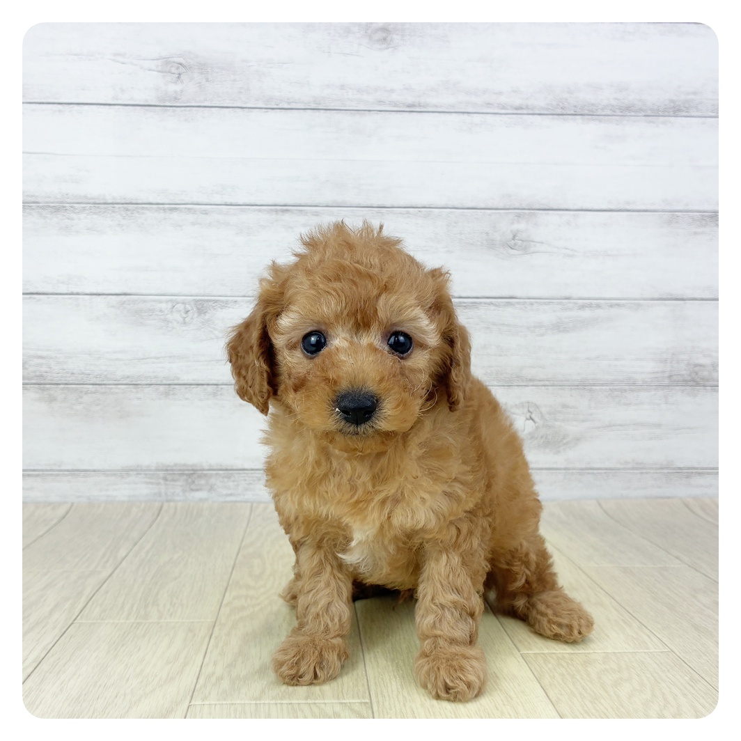 トイプードル男の子の写真