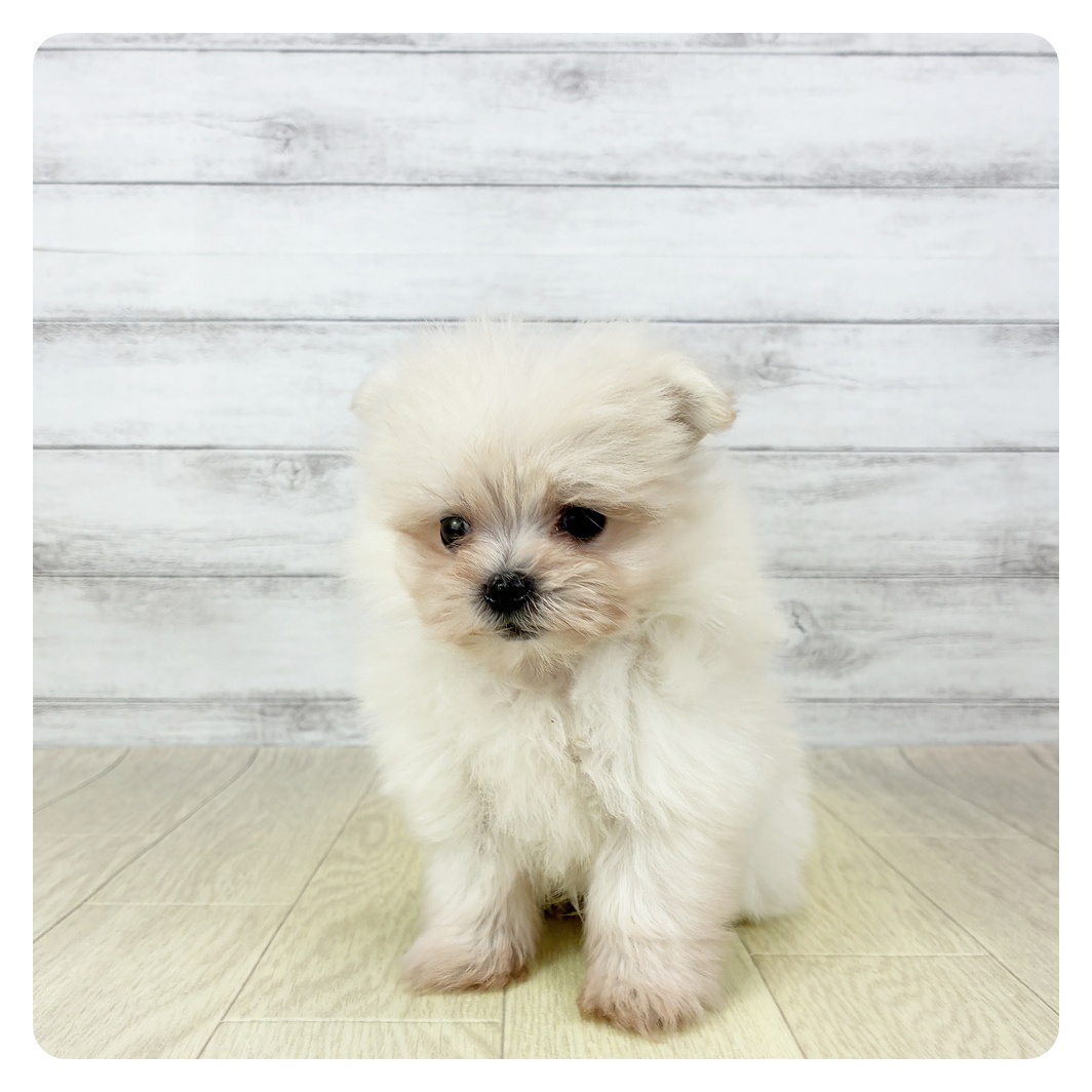 ハーフ犬女の子の写真