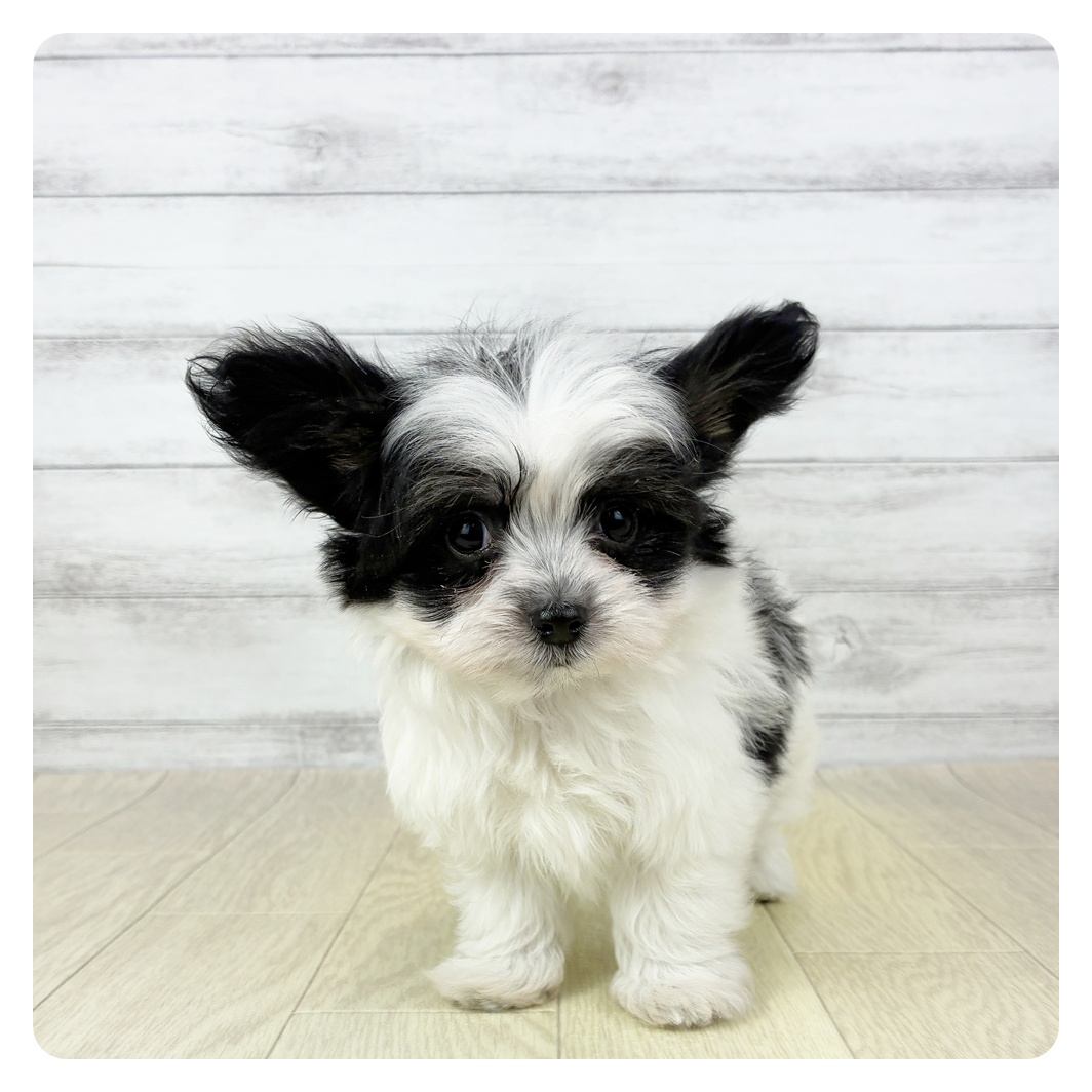 福岡県のハーフ犬・ミックス犬 (犬の家＆猫の里くりえいと宗像店/2025年10月19日生まれ/女の子/ブラックホワイト)の子犬