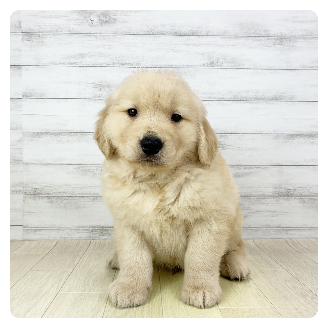 愛知県のゴールデンレトリバー (犬の家＆猫の里一宮店/2025年10月18日生まれ/男の子/ゴールデン)の子犬