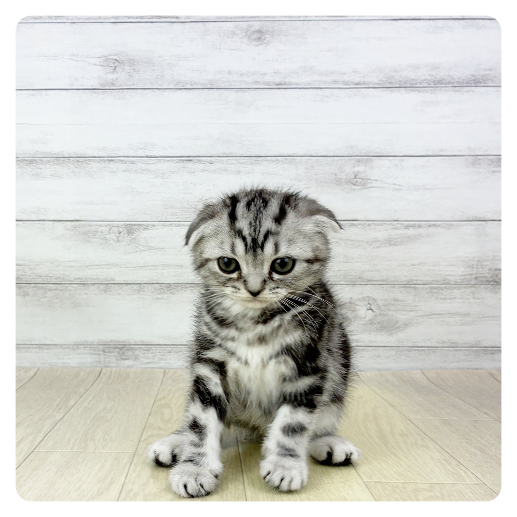 福岡県のスコティッシュフォールド (犬の家＆猫の里くりえいと宗像店/2025年10月18日生まれ/女の子/シルバータビー)の子猫