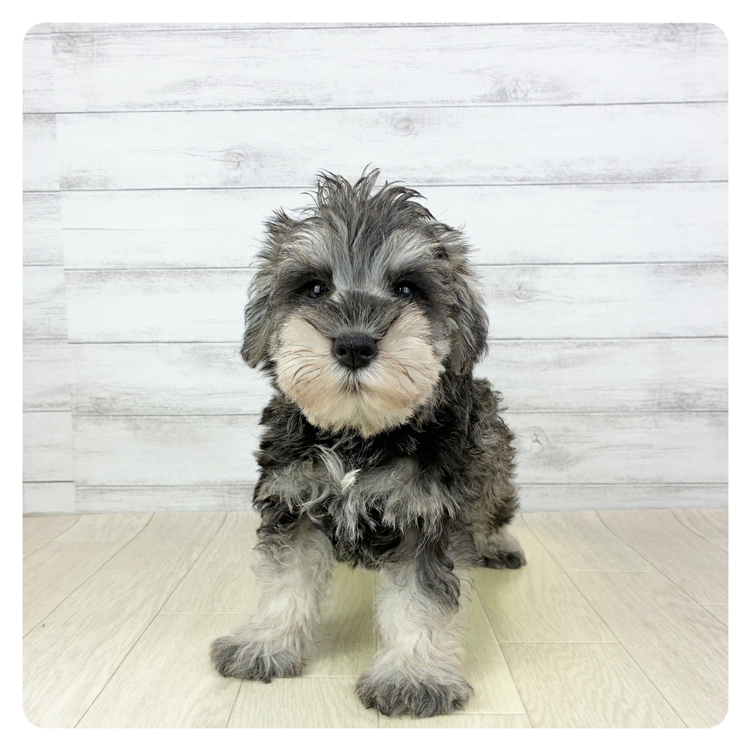 ミニチュアシュナウザー男の子の写真