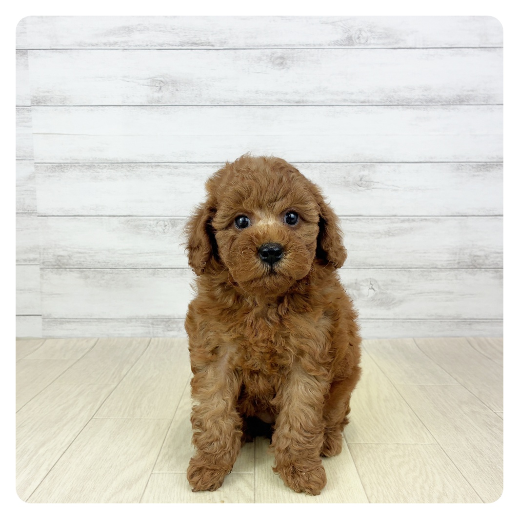 福岡県のトイプードル(トイ) (犬の家＆猫の里くりえいと宗像店/2025年10月18日生まれ/女の子/レッド)の子犬