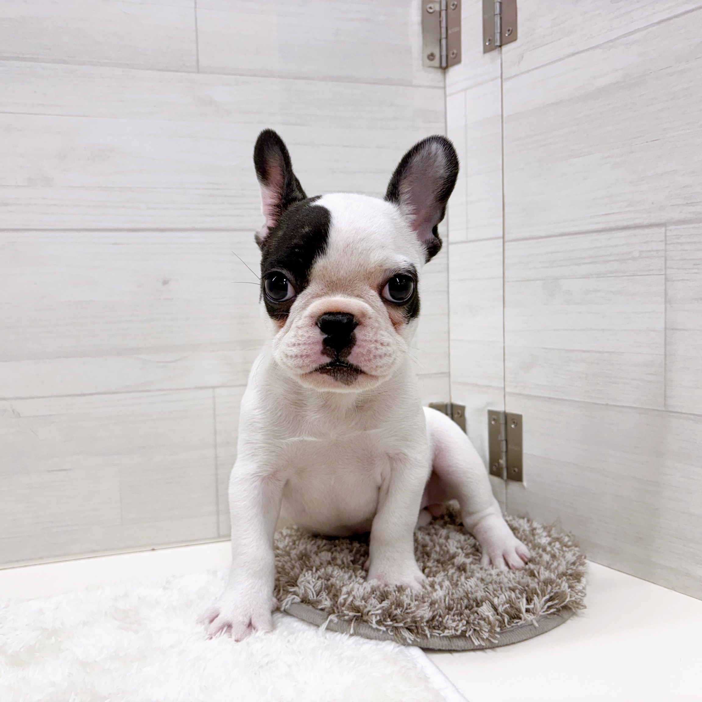 石川県のフレンチブルドッグ (犬の家＆猫の里アミーゴ金沢おこばた店/2025年10月19日生まれ/女の子/パイド)の子犬の1枚目の画像