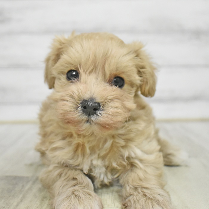 ハーフ犬女の子の写真