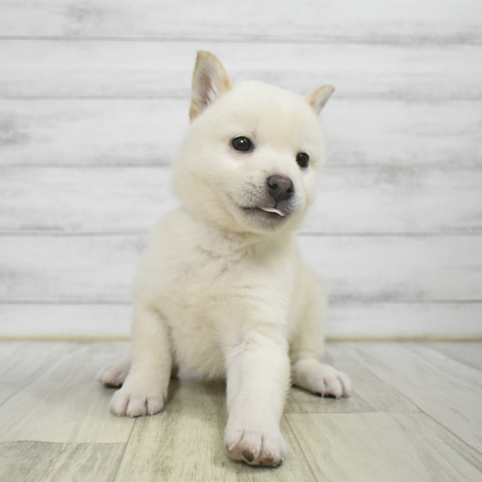 福岡県の柴犬(標準サイズ) (犬の家＆猫の里くりえいと宗像店/2025年10月21日生まれ/男の子/白)の子犬
