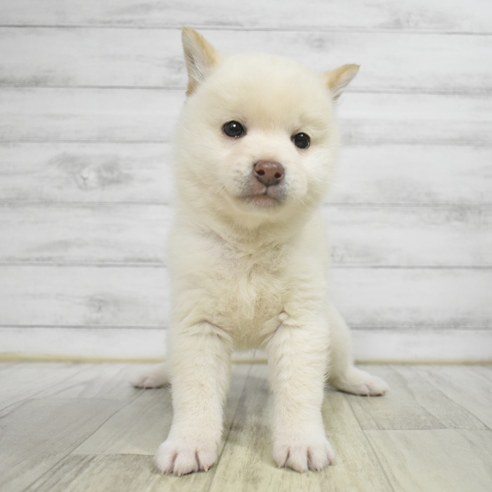静岡県の柴犬(標準サイズ) (犬の家＆猫の里プレ葉ウォーク浜北店/2025年10月21日生まれ/男の子/白)の子犬