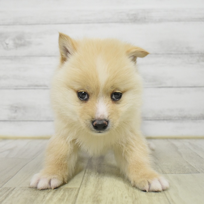 福岡県のポメ柴/豆ポメ/ポメ豆柴(ポメラニアン×柴犬) (犬の家＆猫の里くりえいと宗像店/2025年10月20日生まれ/男の子/白)の子犬