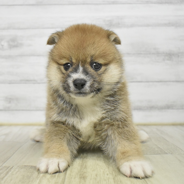 静岡県のポメ柴/豆ポメ/ポメ豆柴(ポメラニアン×柴犬) (犬の家＆猫の里藤枝店/2025年10月20日生まれ/男の子/赤)の子犬