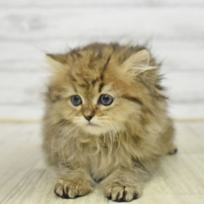 ペルシャ女の子の写真