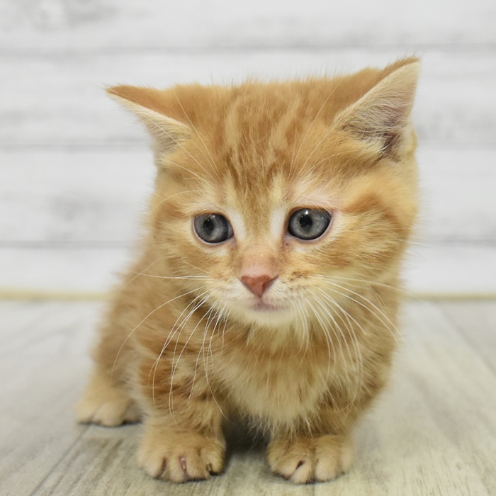 マンチカン女の子の写真