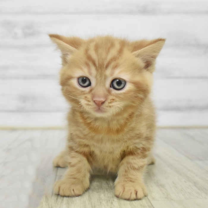 スコティッシュストレート男の子の写真