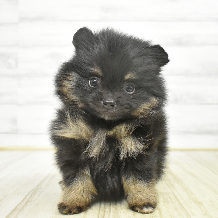 ポメラニアン女の子の写真