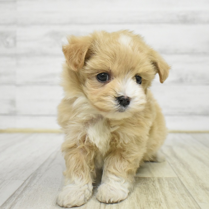 ハーフ犬女の子の写真