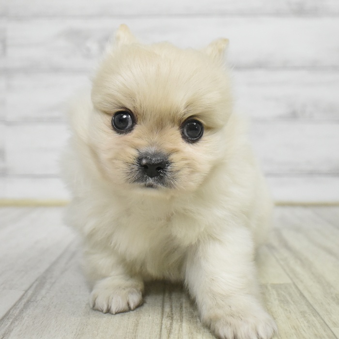 ハーフ犬男の子の写真