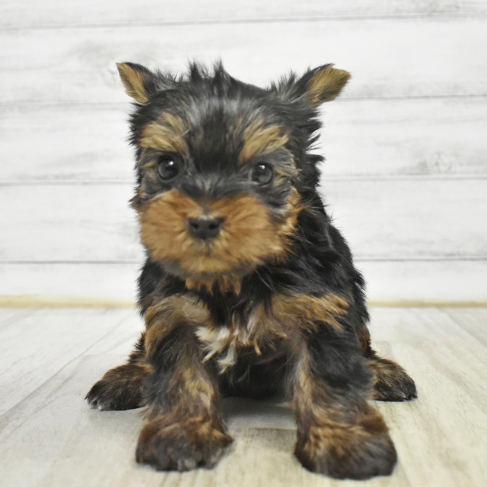 ヨークシャーテリア男の子の写真