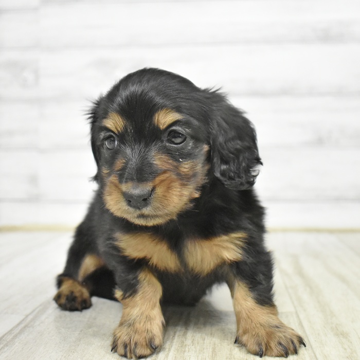 カニンヘンダックスフンド女の子の写真