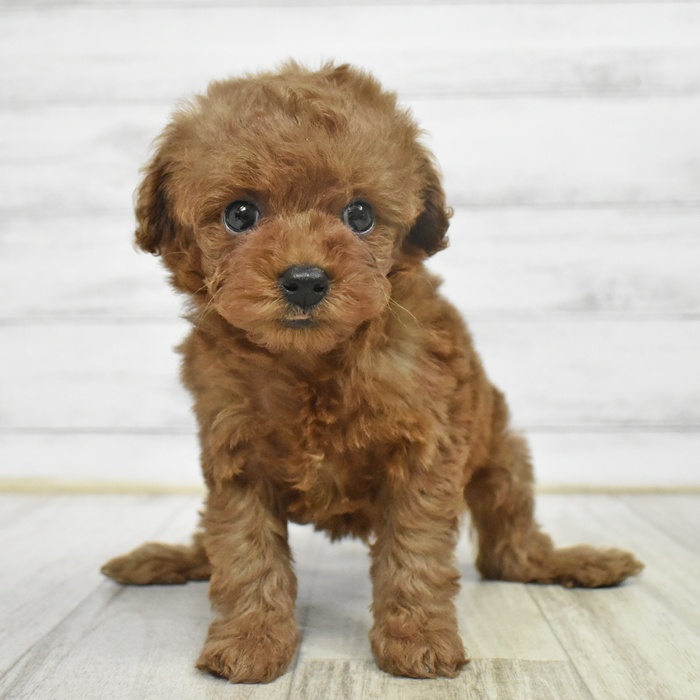 富山県のトイプードル(タイニー) (犬の家＆猫の里アミーゴ山室店/2025年10月19日生まれ/男の子/レッド)の子犬