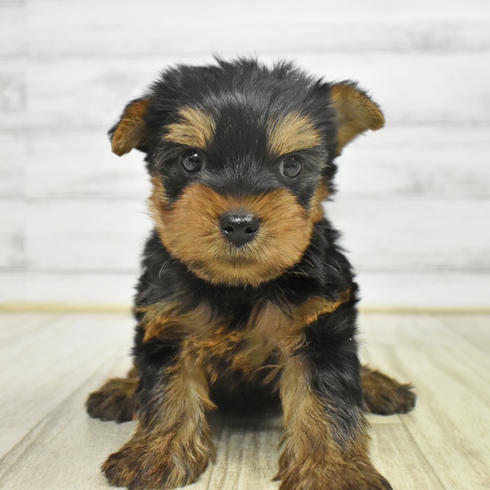 神奈川県のヨークシャーテリア (犬の家＆猫の里相模原店/2025年10月18日生まれ/男の子/スチールブルータン)の子犬