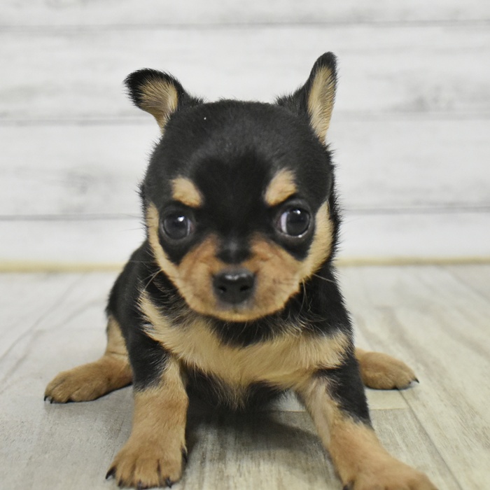 富山県のチワワ(スムース) (犬の家＆猫の里アミーゴ山室店/2025年10月19日生まれ/女の子/ブラックタン)の子犬