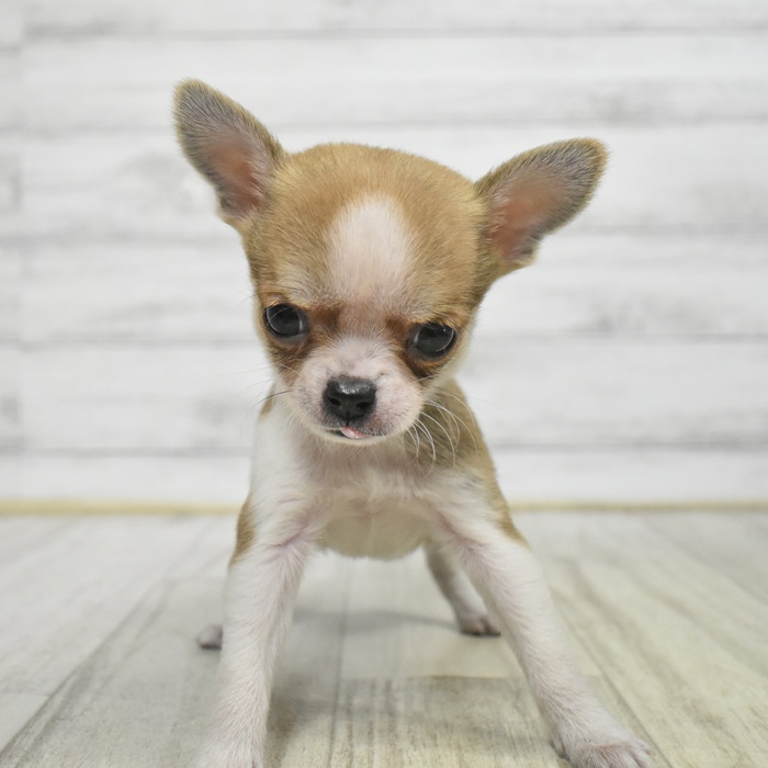 福岡県のチワワ(スムース) (犬の家＆猫の里くりえいと宗像店/2025年10月20日生まれ/女の子/レッドホワイト)の子犬