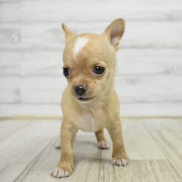 神奈川県のチワワ(スムース) (犬の家＆猫の里モザイクモール港北店/2025年10月19日生まれ/女の子/クリームホワイト)の子犬