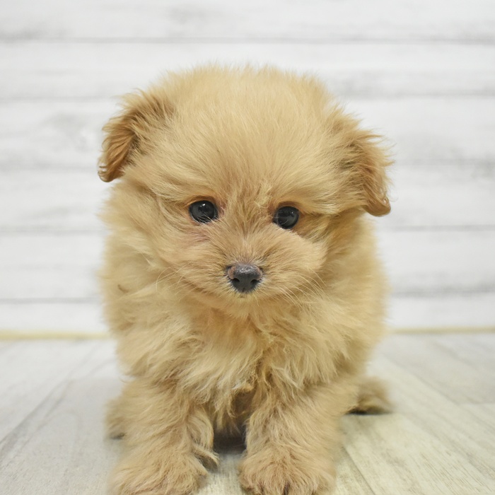 静岡県のポメプー(ポメラニアン×プードル) (犬の家＆猫の里藤枝店/2025年10月19日生まれ/女の子/アプリコット)の子犬の3枚目の画像