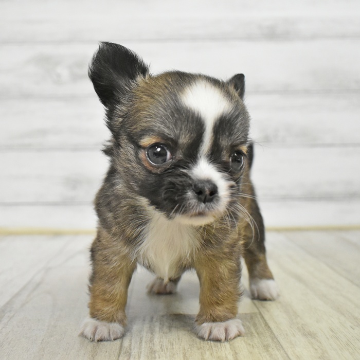 千葉県のチワワ(ロング) (犬の家＆猫の里BIGHOPガーデンモール印西店/2025年10月20日生まれ/男の子/フォーンホワイト)の子犬の3枚目の画像