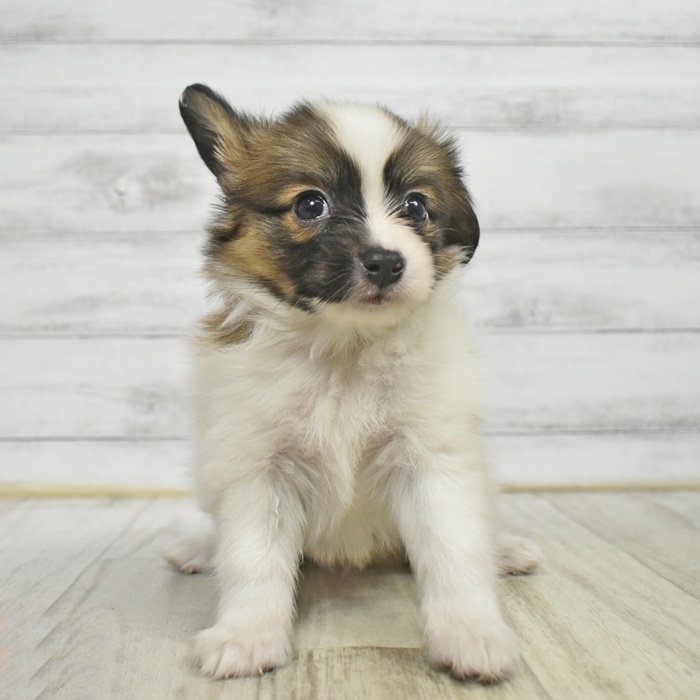 福岡県のパピヨン (犬の家＆猫の里くりえいと宗像店/2025年10月21日生まれ/男の子/ホワイトブラウン)の子犬