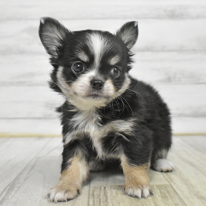 福井県のチワワ(ロング) (犬の家＆猫の里福井店/2025年10月20日生まれ/女の子/ブラックタンホワイト)の子犬
