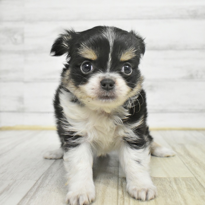 富山県のチワワ(ロング) (犬の家＆猫の里アミーゴ高岡蓮花寺店/2025年10月20日生まれ/男の子/ブラックタンホワイト)の子犬