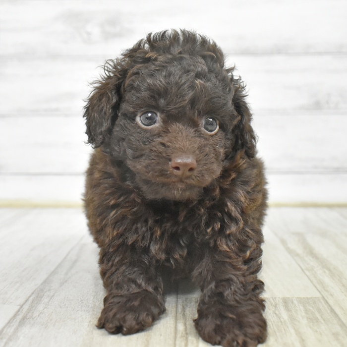 トイプードル女の子の写真