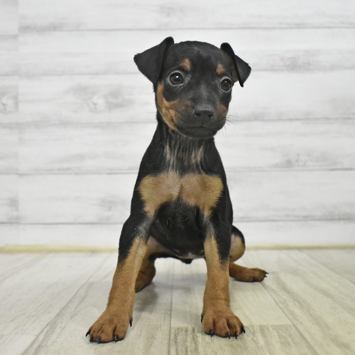 ミニチュアピンシャー女の子の写真