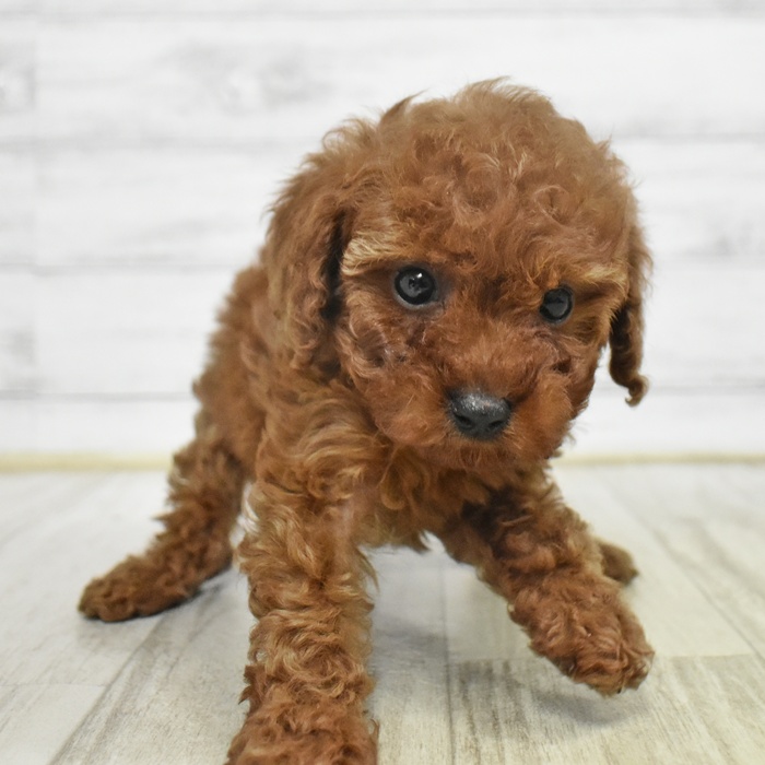 神奈川県のトイプードル(トイ) (犬の家＆猫の里相模原店/2025年10月20日生まれ/女の子/レッド)の子犬